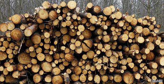 Découpe et stockage de bois pour les scieries