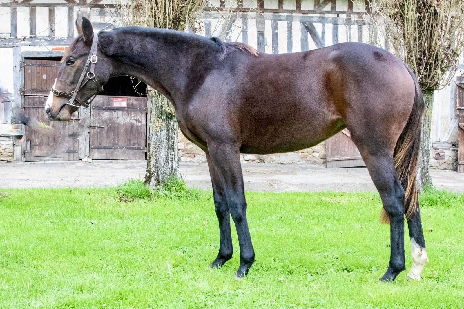 Anadoniya fille de Anodin et Shawshara 75% encore disponible. À vendre, 5% minimum à partir de 475€.