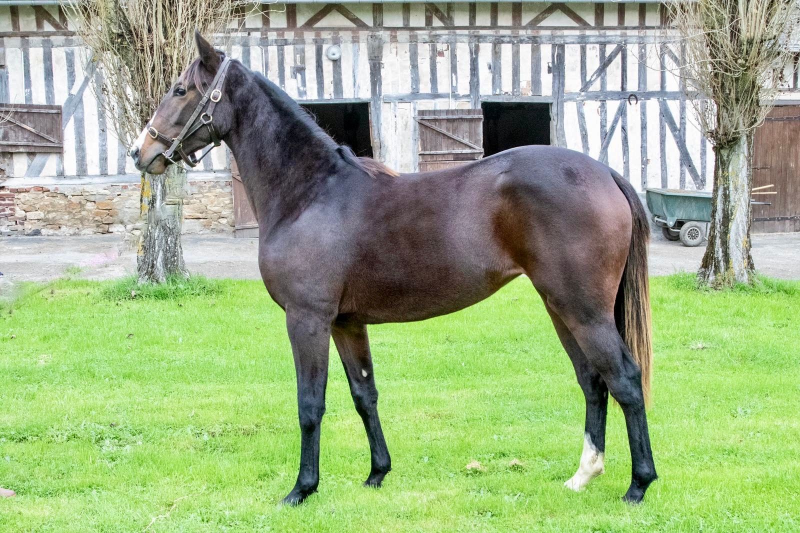 Anadoniya fille de Anodin et Shawshara 75% encore disponible. À vendre, 5% minimum à partir de 475€.