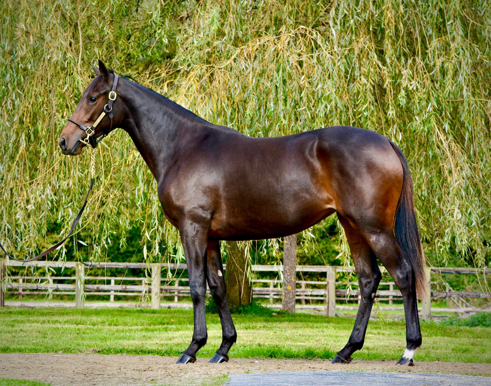 Fille de Victor Ludorum et Realite 70% encore disponible. À vendre 5% minimum à partir de 975€.