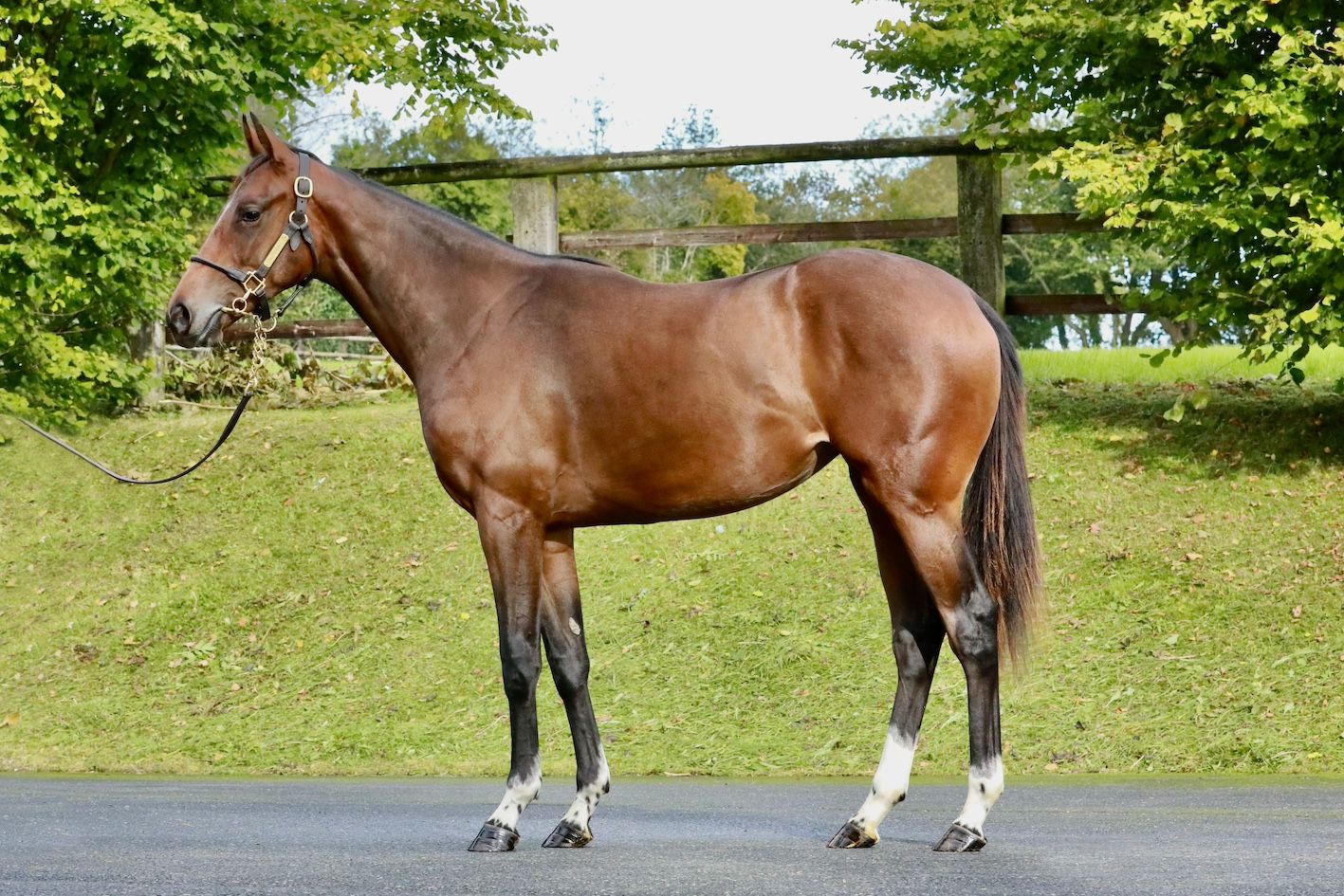 Fille de Waldgeist et Jane Spirit, 65% encore disponible. Mère par Invincible spirit. Famille de la championne Alpinista. Parts disponibles 5% minimum à partir de 1750€.