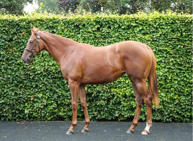 Fille de Newbay et With reason, 15% encore disponible. Mère par Frankel. Parts disponible, 5% minimum à partir de 1500€.