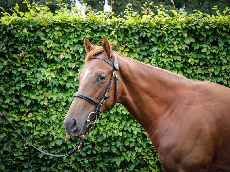 Fille de Newbay et With reason, 15% encore disponible. Mère par Frankel. Parts disponible, 5% minimum à partir de 1500€.