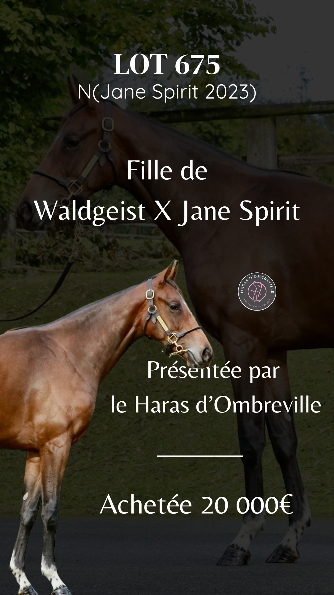 Lot 675, fille de Waldgeist et de Jane Spirit