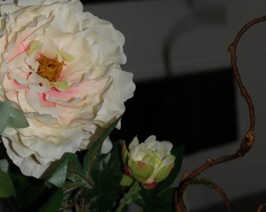 Pivoine couleur crème avec des reflets roses, bouton fermé et brindille brune sur fond sombre.