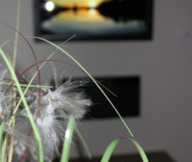 Gros plan sur des épis duveteux et de hautes herbes vertes devant une image floue d'un coucher de soleil sur l'eau.