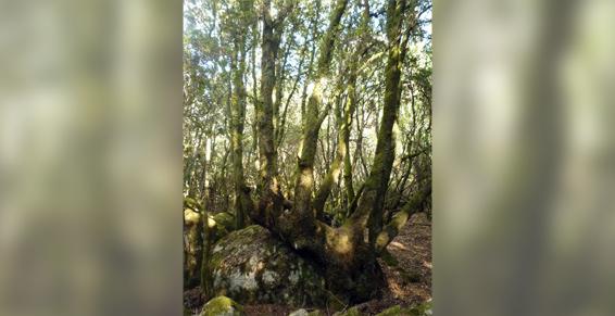 Rettinghaus Marilou à Nice - Psychothérapie