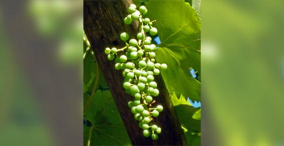 Rettinghaus Marilou à Nice - Psychothérapie