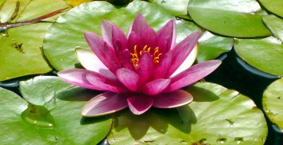 Rettinghaus Marilou à Nice - Psychothérapie