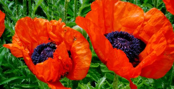 Praticienne certifiée en Psychothérapie