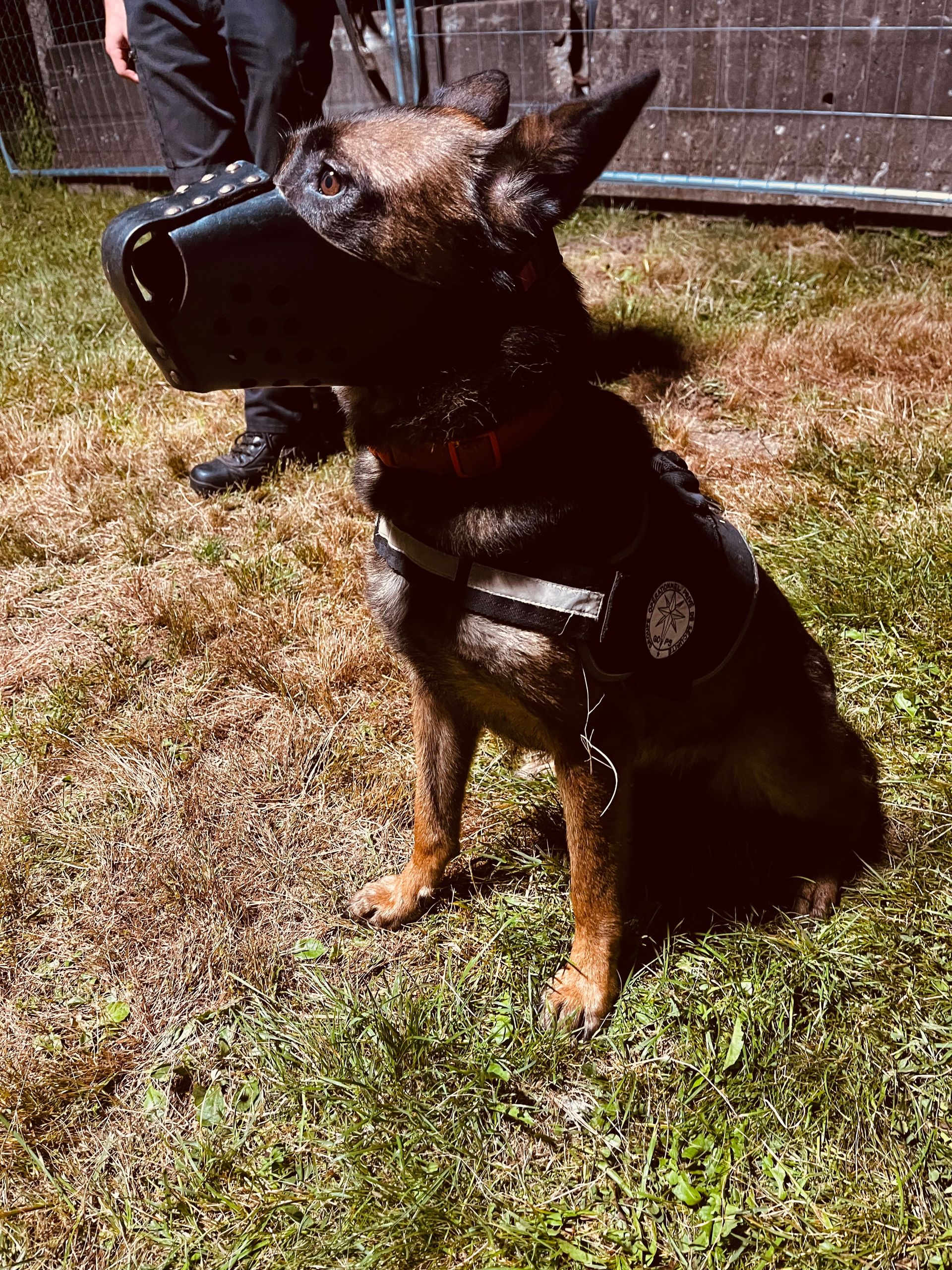 Berger allemand avec une muselière et un gilet, assis sur l'herbe, probablement un chien de police ou de travail.