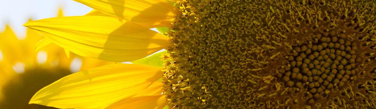 École de Sophrologie