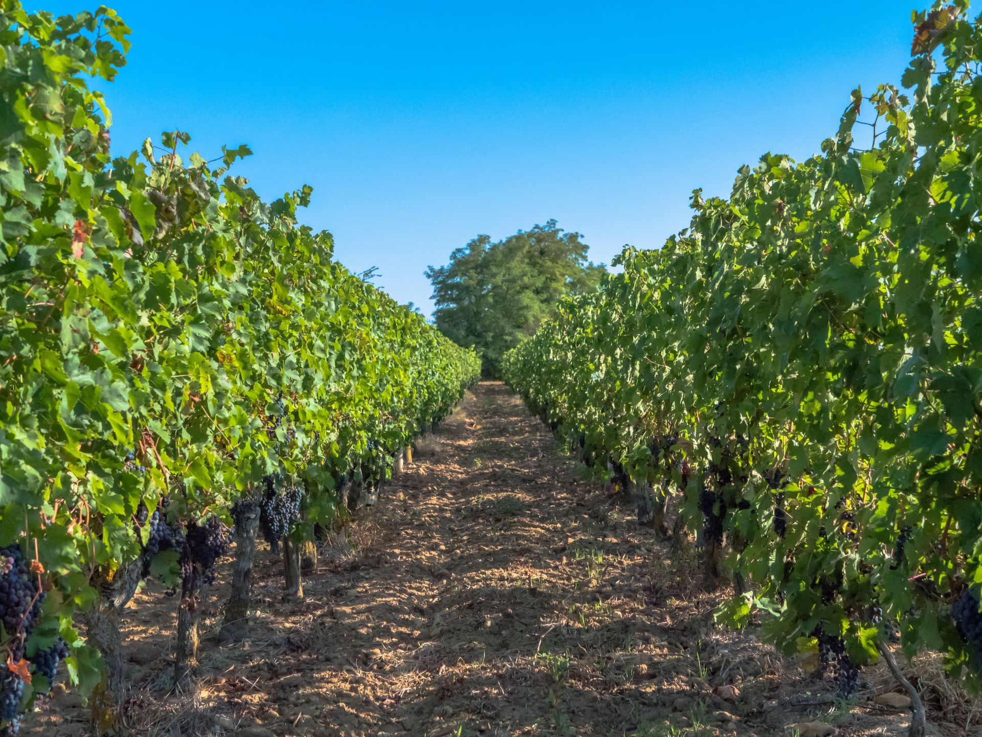 Viticulteur à StNicolasdeBourgueil Domaine de la Baronnière