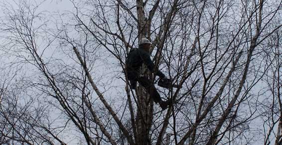 Travaux d'élagage et d'abattage par l'entreprise Garin-Laurel à Albertville