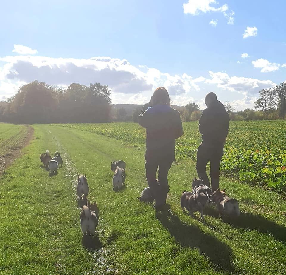 Promenade des chiens dans les prés