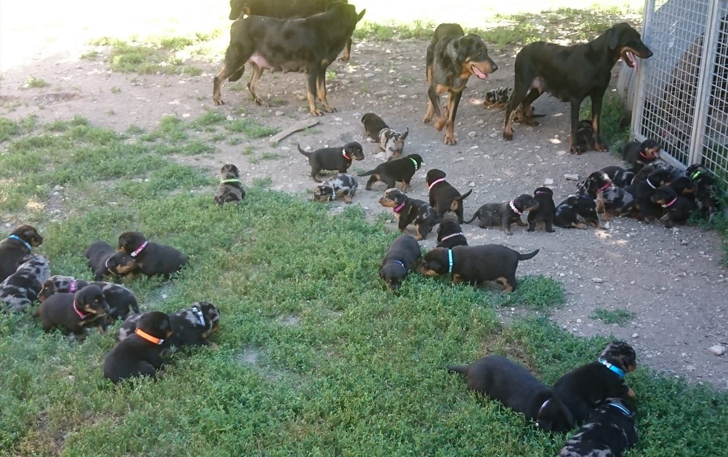 Élevage, plusieurs chiens et chiots dans le parc