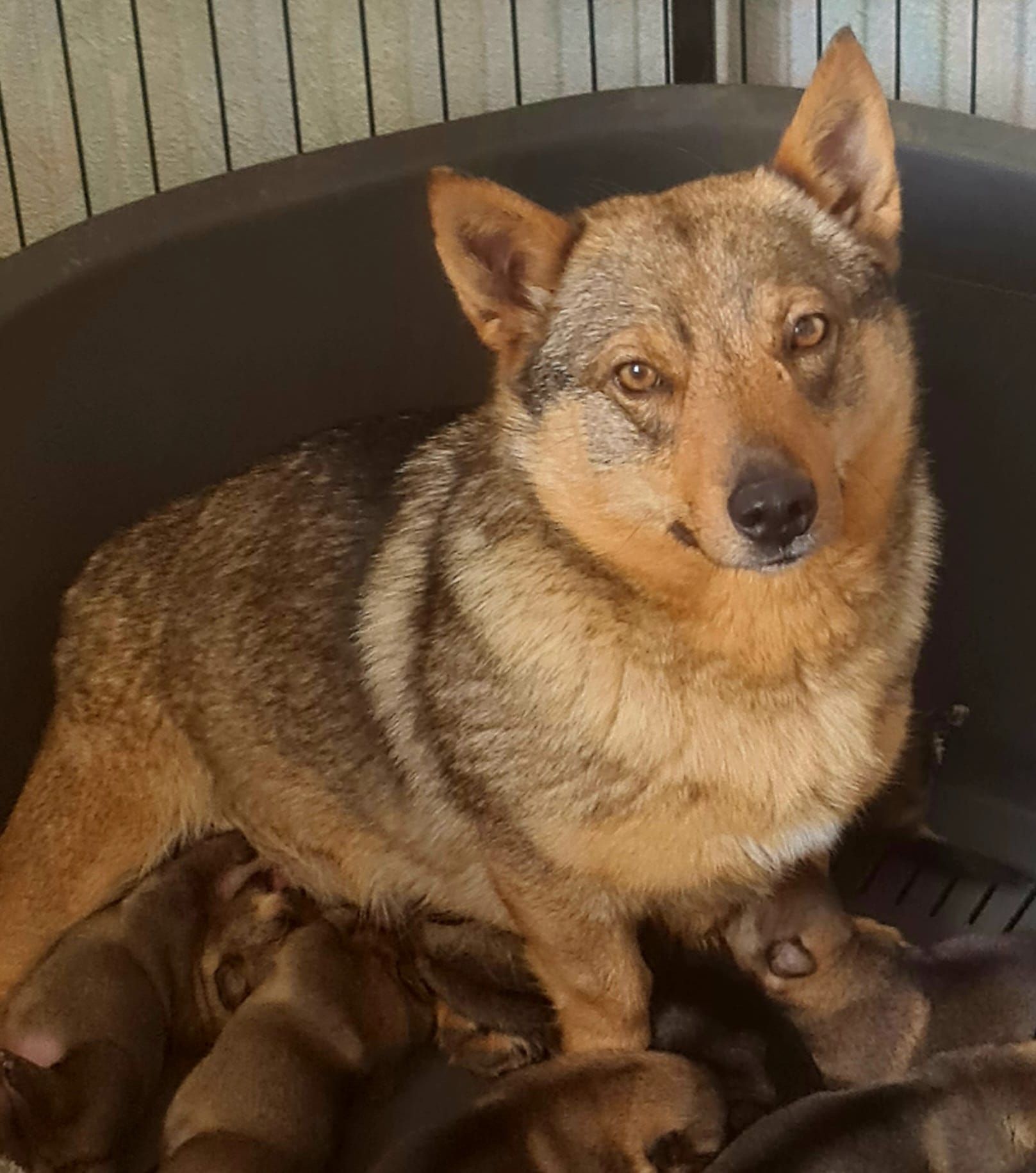 Chienne avec ses petits