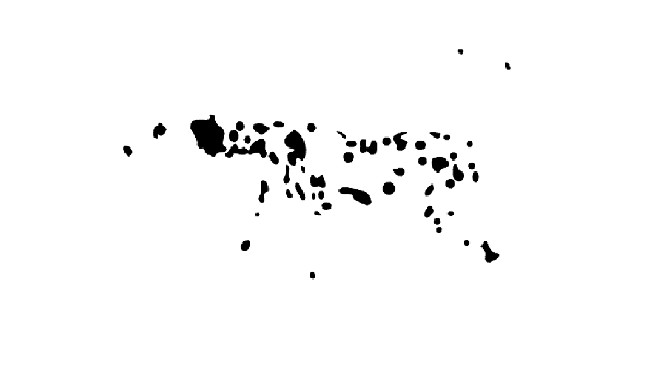 Dalmatialainen juoksee