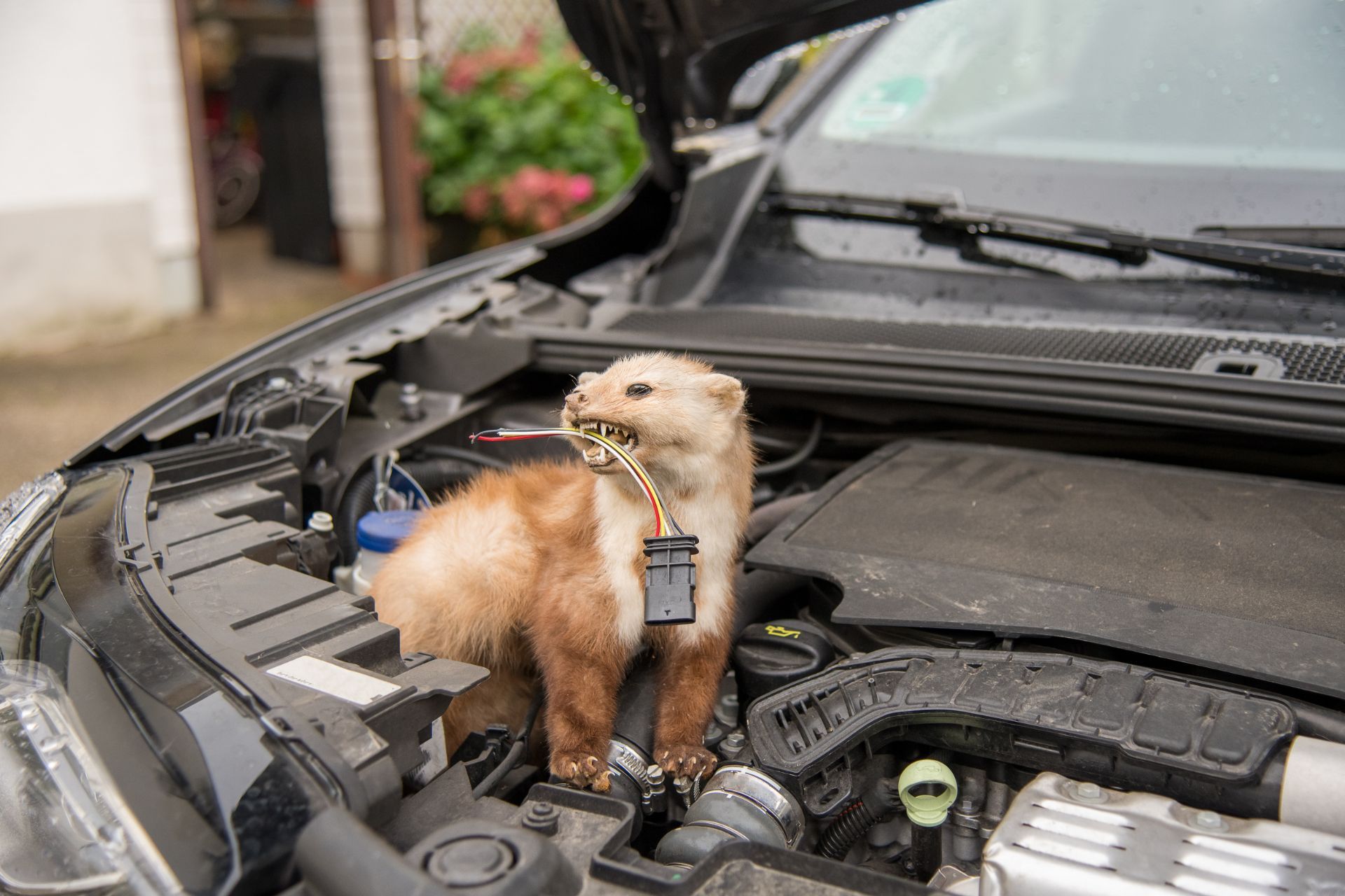 Ein Frettchen sitzt unter der Motorhaube eines Autos und knabbert Kabel an.