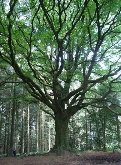 Développement personnel - Claire Six, psychothérapeute à Cergy(95) et Vincennes(94)