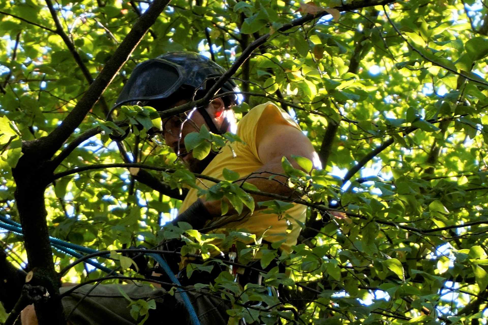 Baumkletterer in Baumkrone