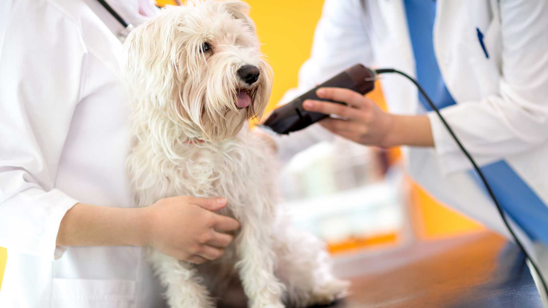 Hospital Veterinário De Gaia