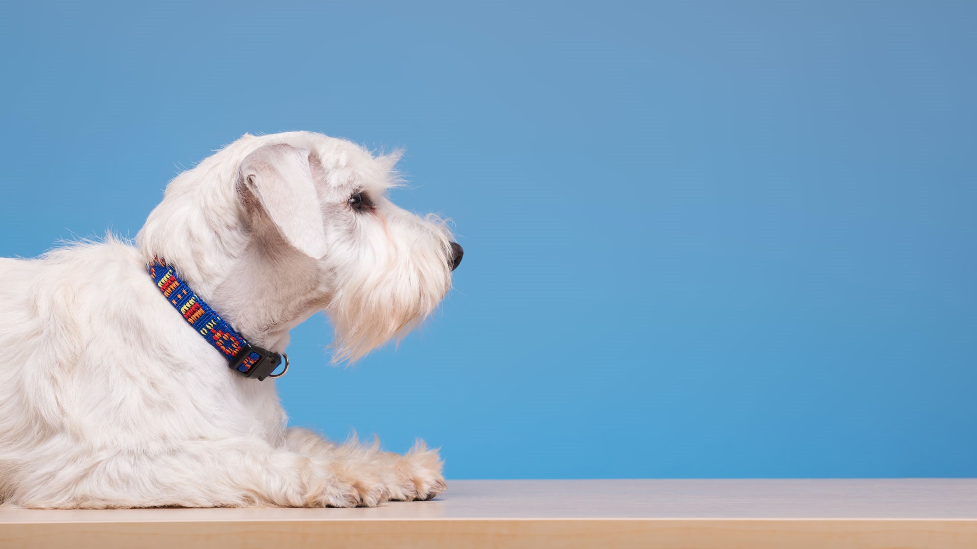 Hospital Veterinário De Gaia