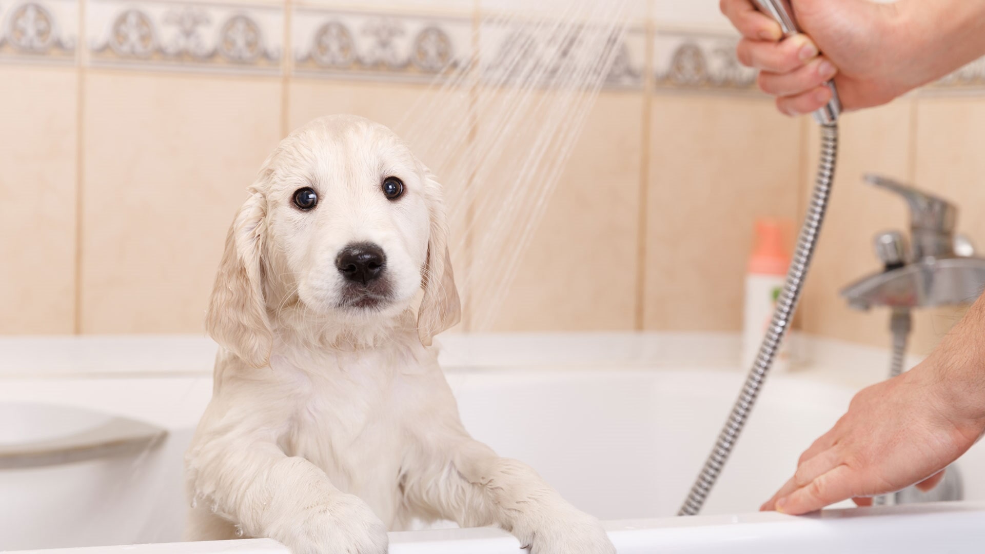 Hospital Veterinário De Gaia