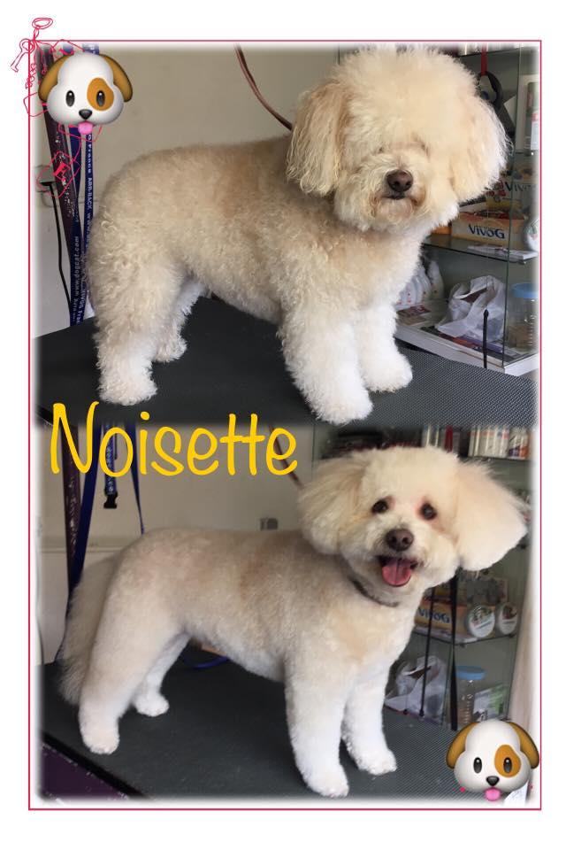 Chiens toutes tailles et toutes races