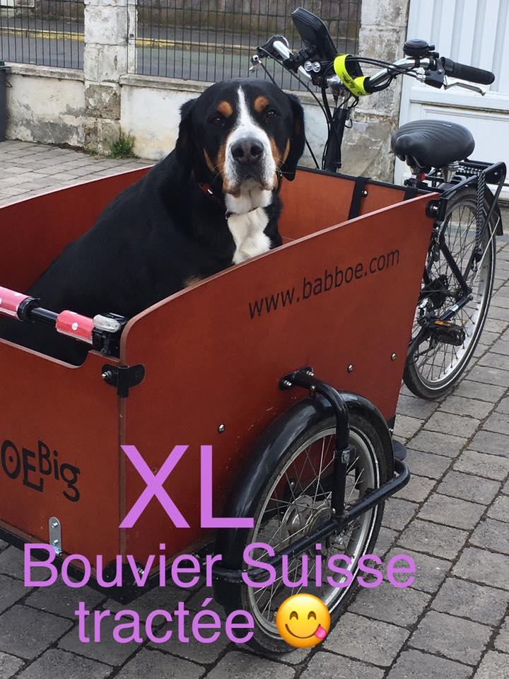 Toilettage chiens chats et NAC