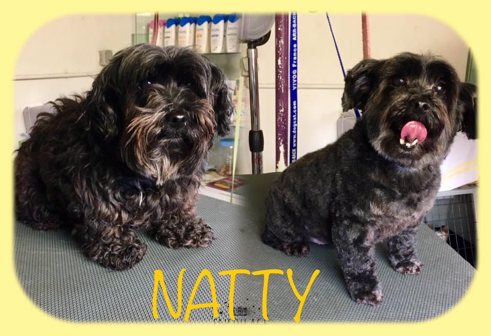 Toilettage et démêlage pour chiens