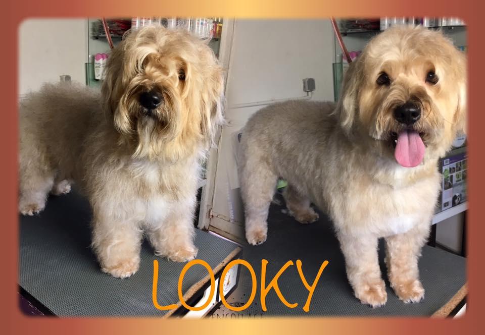 Toilettage chiens toutes tailles