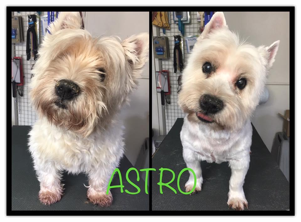 Brosses pour chien et chat à la vente