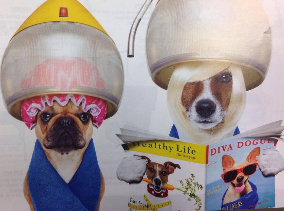 Toilettage chiens et chats