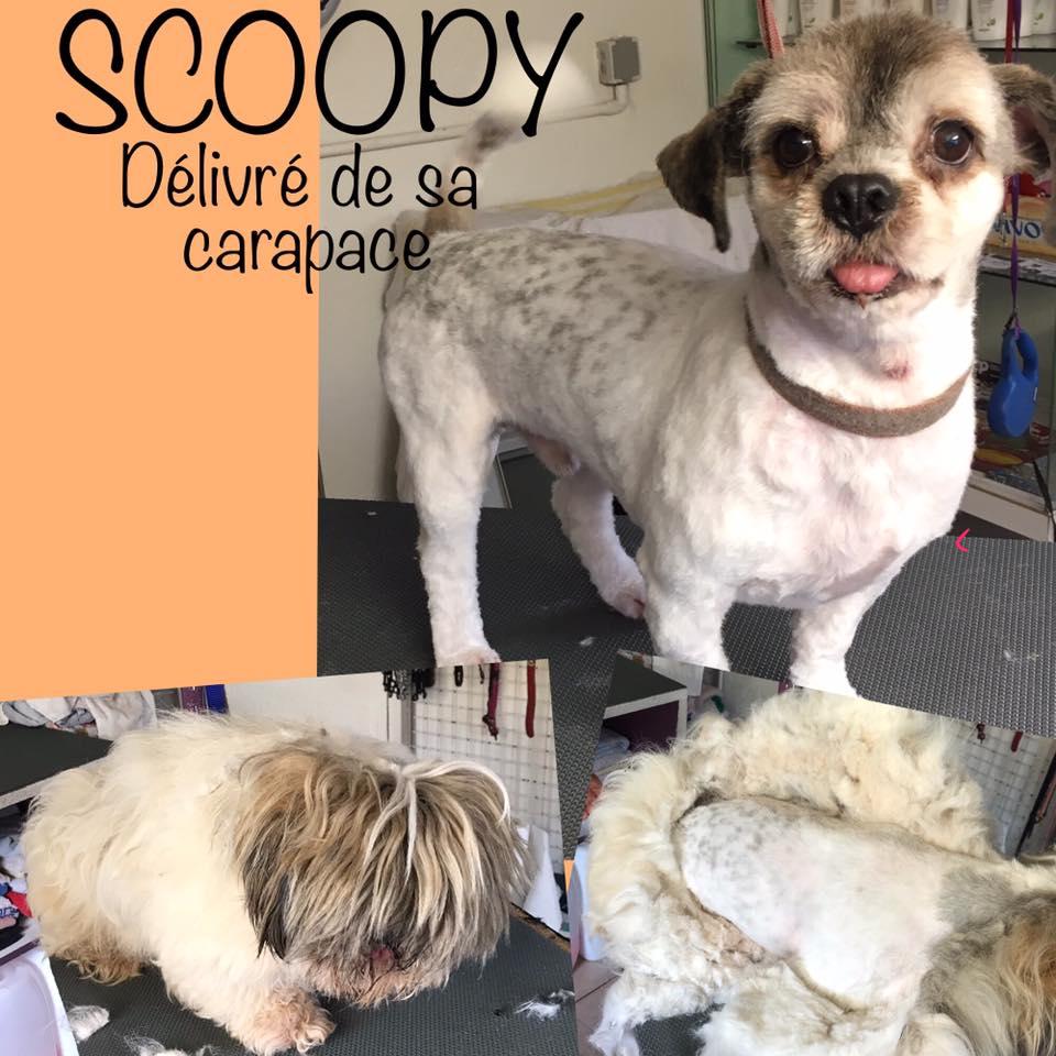 Toilettage toutes races