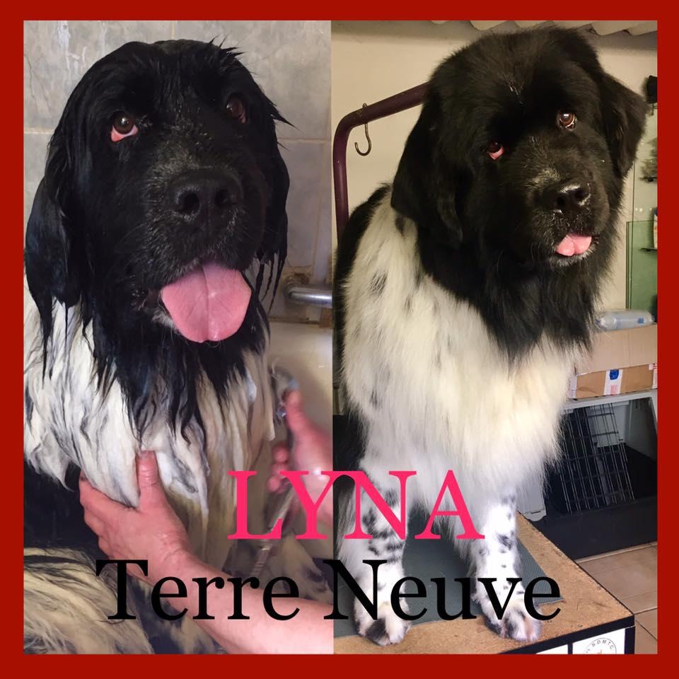 Cosmétiques pour chien