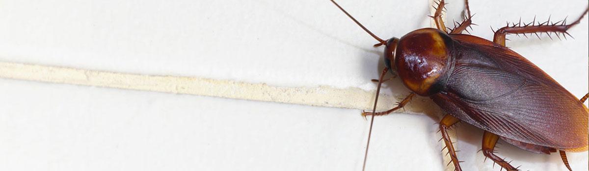 Dératisation, désinsectisation et désinfection