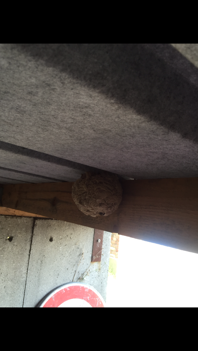 Nid de frelons et guepes