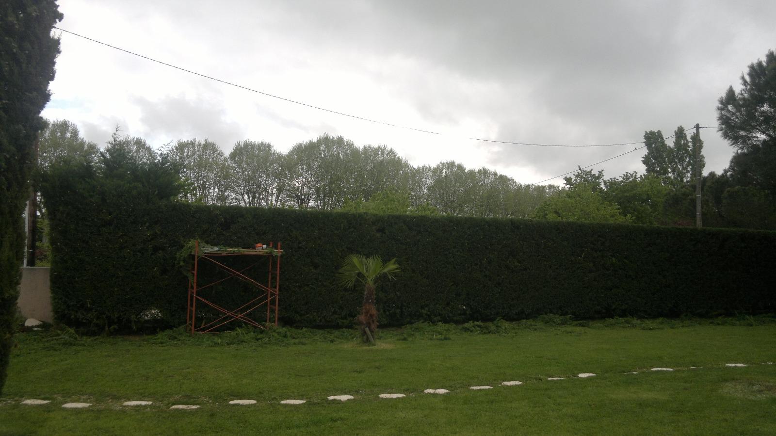 taille de haie saint sulpice