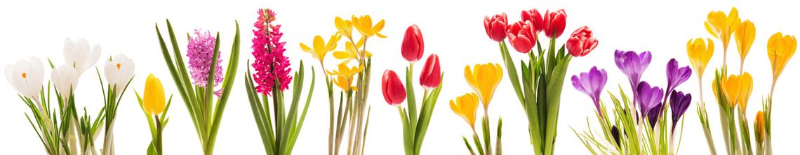 Frühlingsblumen