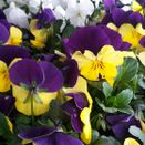 Topfblumen
