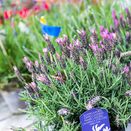 Lavendel