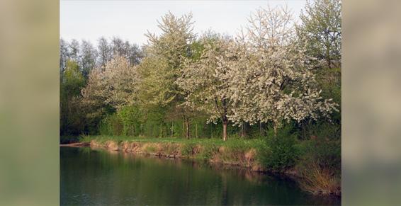 Le Clos Alexi - Wettolsheim - Haut-Rhin (68)