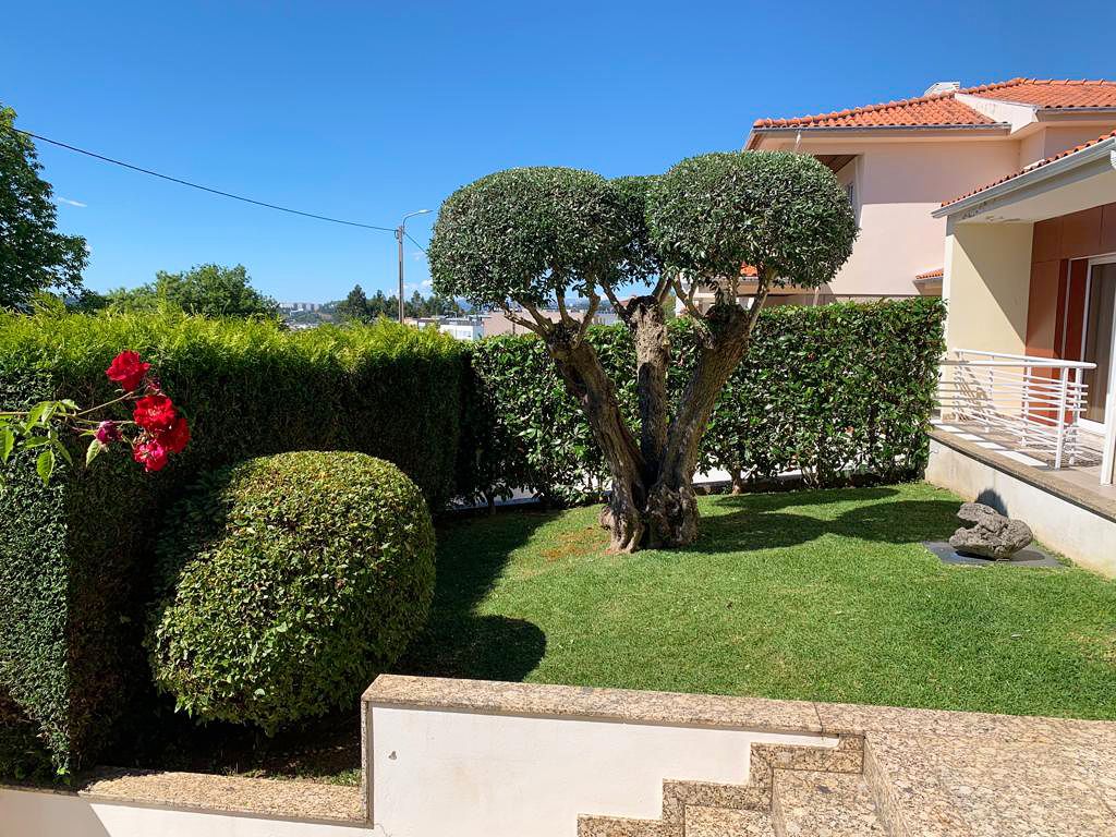 Um buquê de flores vermelhas está crescendo na grama