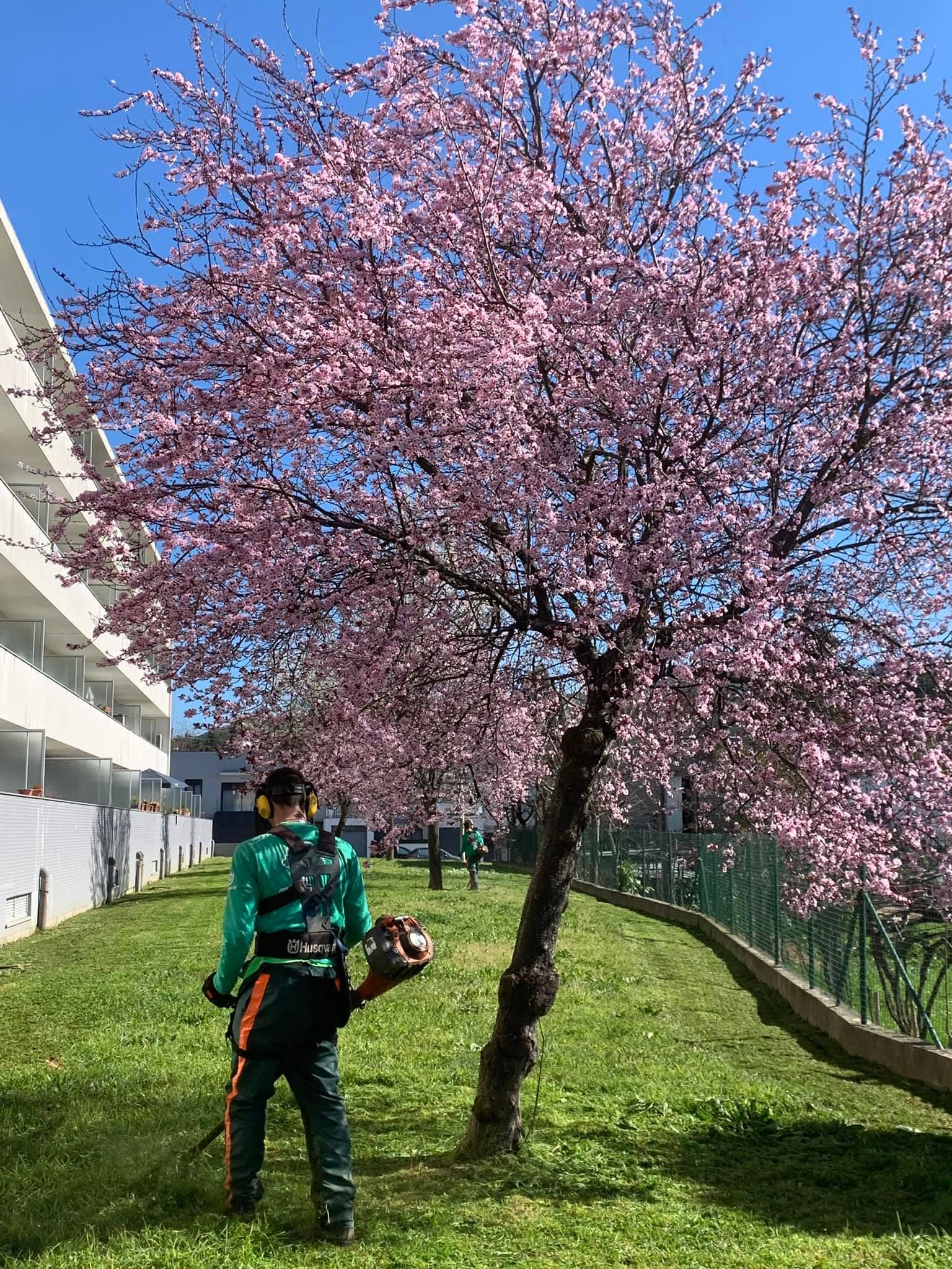 Cláudio Machado Arboricultura em Braga