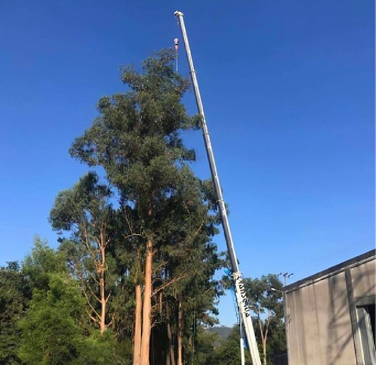 Um homem está subindo em uma árvore com uma motosserra.