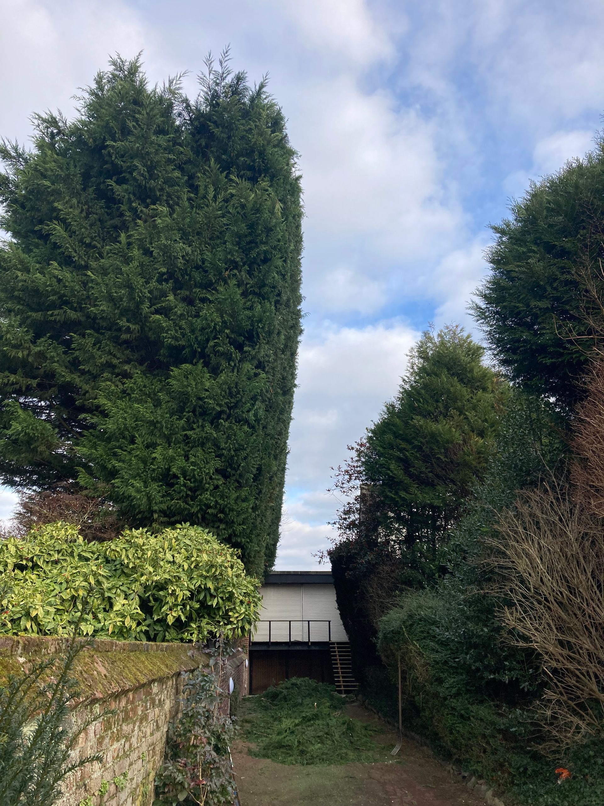 Demande de taille de haie à Wambrechies