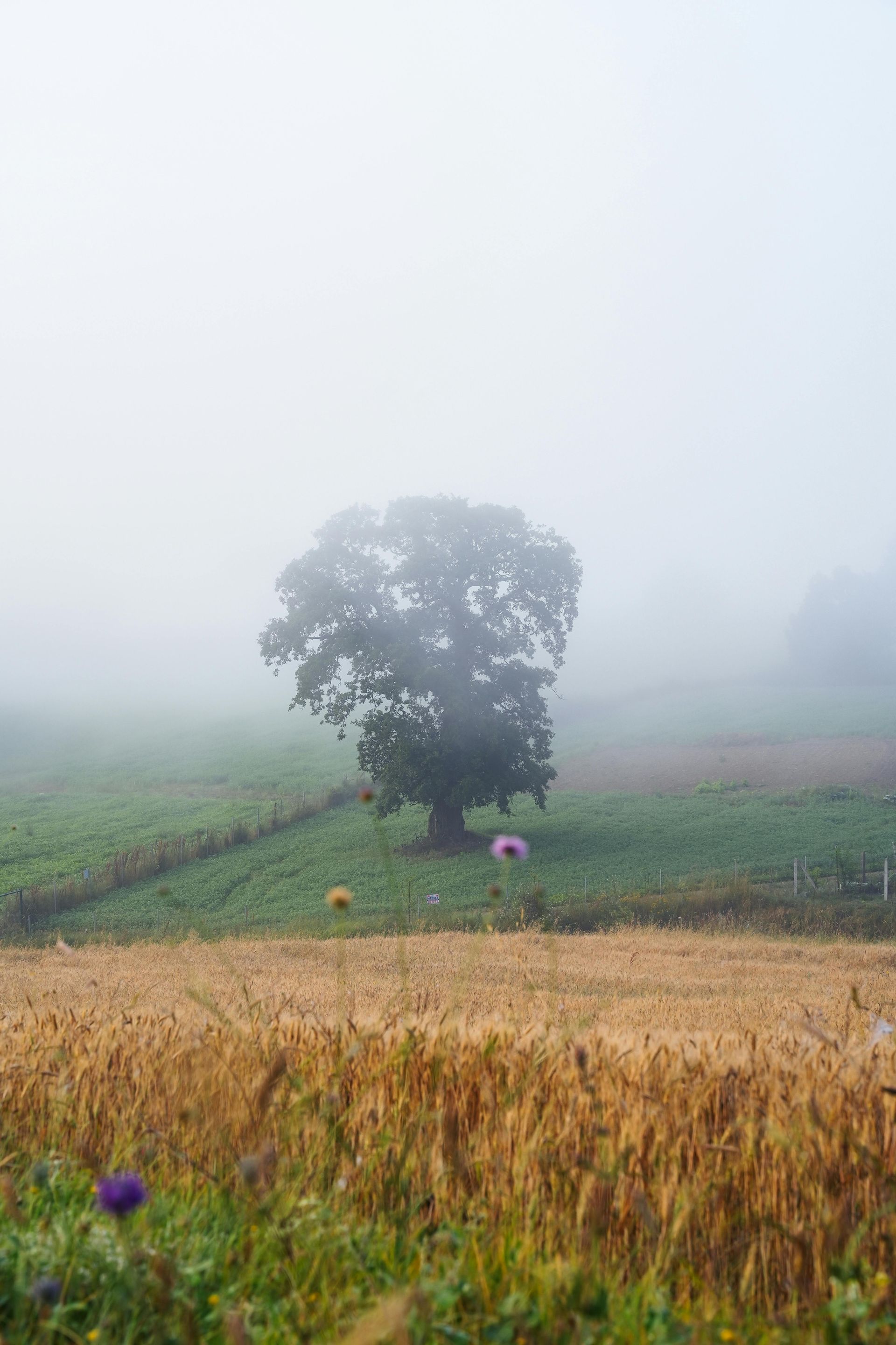 Ein Baum mitten auf einem Feld an einem nebligen Tag.
