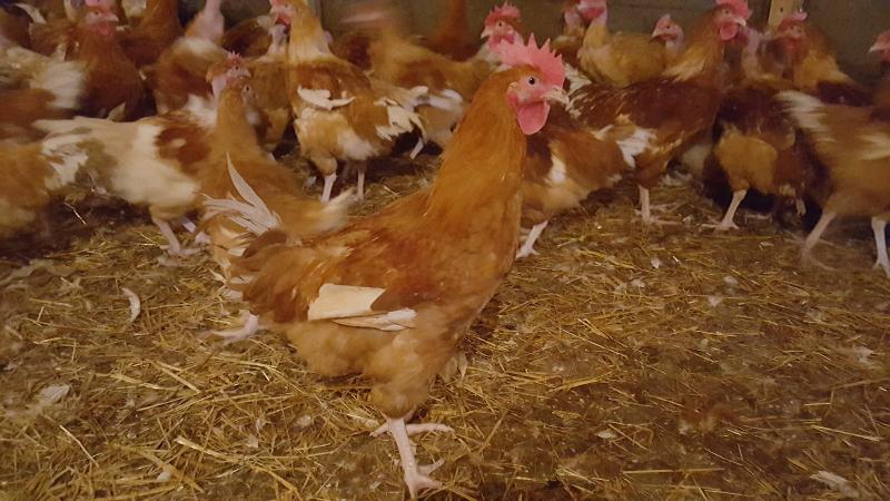 Vente De Volaille Vivante Dans Le Loiret