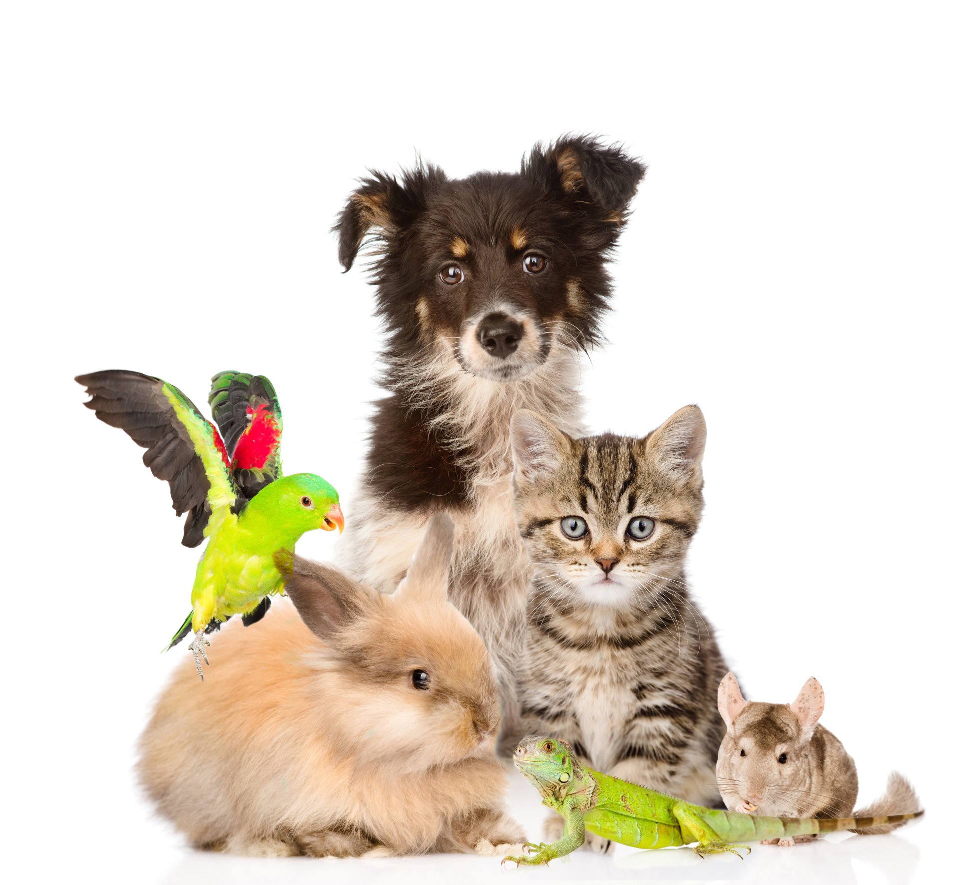 Transport d'animaux de compagnie, Paimpol, Ploubazlanec